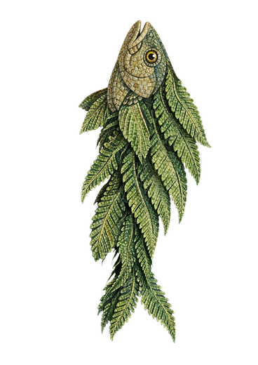 Mosaico do Peixe Samambaia — o híbrido, encontro entre mata e mar